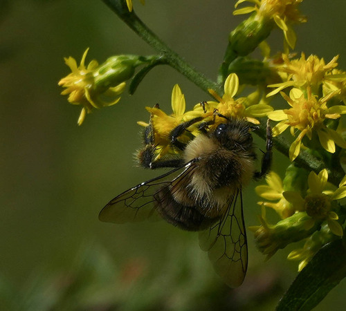 Common Eastern Bumble Bee