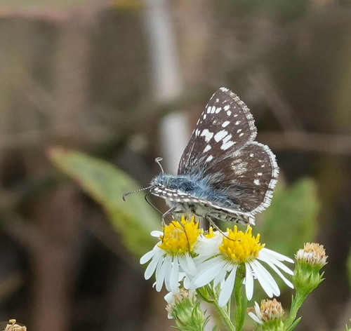 Common Checkered-Skipper