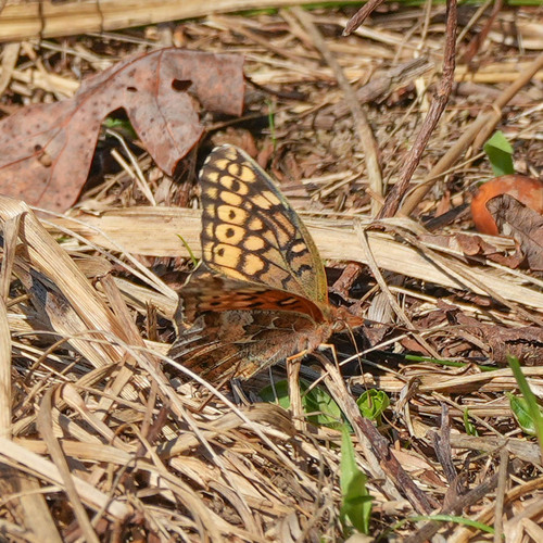 Variegated Fritillary