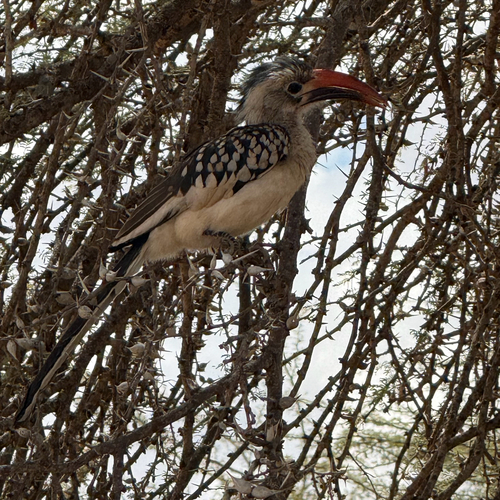 Northern Red-billed Hornbill