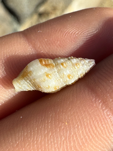 Prodotia iostoma observed 2026-10-11