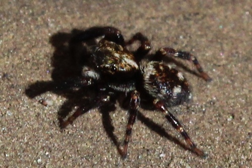 Black-palped Jumping Spider