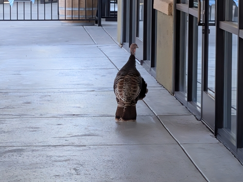 Wild Turkey
