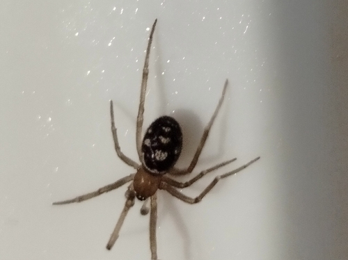 False Black Widow