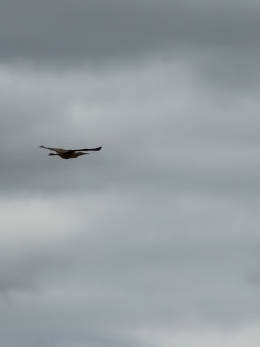 American Bittern
