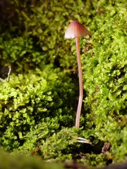 Mycena kuurkacea
