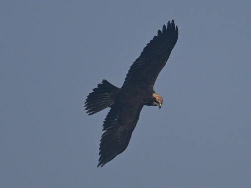 Western Marsh Harrier