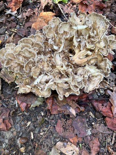 hen of the woods