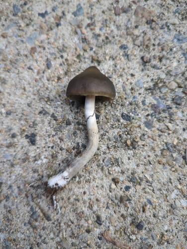 Psychedelic Ovoid Mushroom