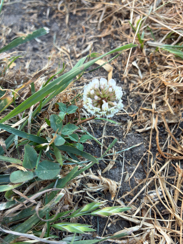 white clover