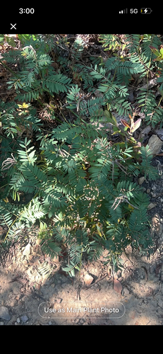 Tephrosia virginiana observed 2026-10-14