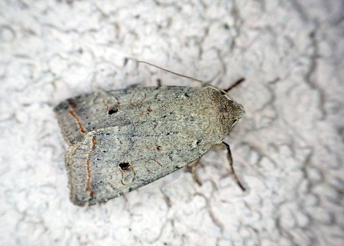 Red-line Quaker