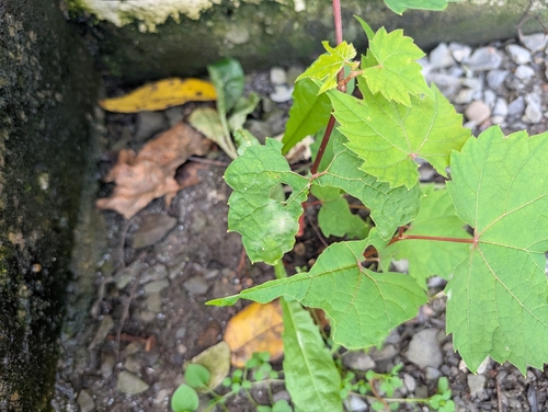 Erysiphe necator observed 2026-10-13