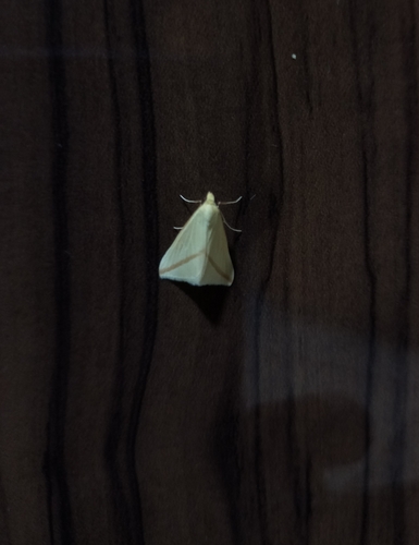 Vestal