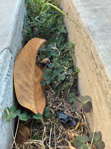 Creeping Woodsorrel