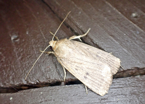 Mouse Moth