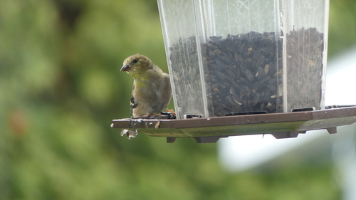 American Goldfinch