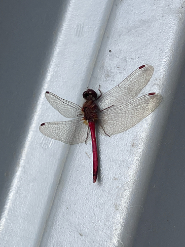 Autumn Meadowhawk