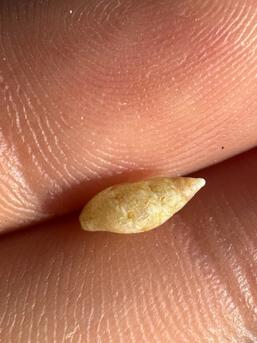 Mitrella rorida, 2026-10-11