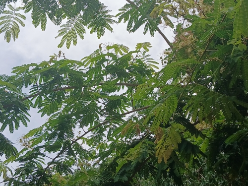 Albizia adianthifolia observed 2026-10-14