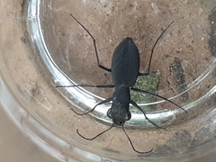 Dromochorus pilatei