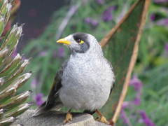 Manorina melanocephala