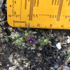 Githopsis specularioides