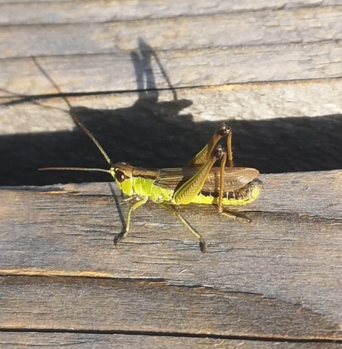Chorthippus montanus observed 2026-10-14
