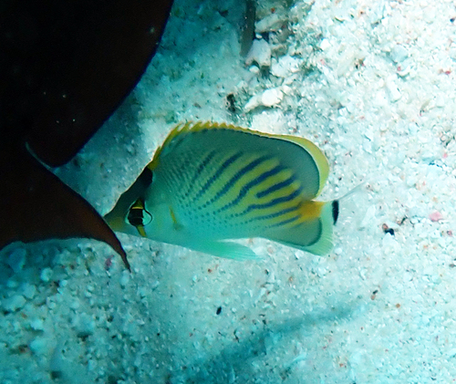 Chaetodon pelewensis observed 2026-10-13