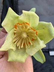Liriodendron tulipifera