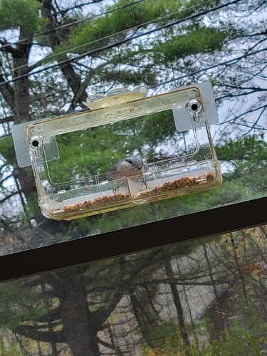 White-breasted Nuthatch