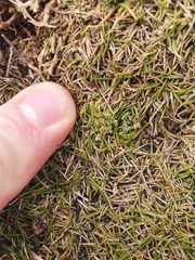 Crassula manaia