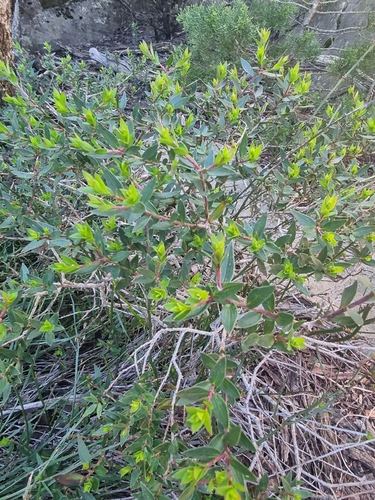 Platysace lanceolata observed 2026-10-11
