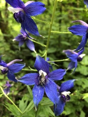 Delphinium trolliifolium
