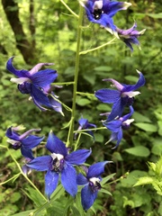 Delphinium trolliifolium