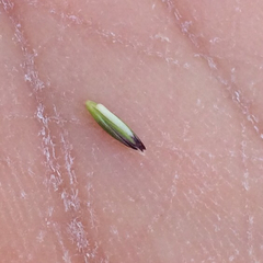 Melica imperfecta