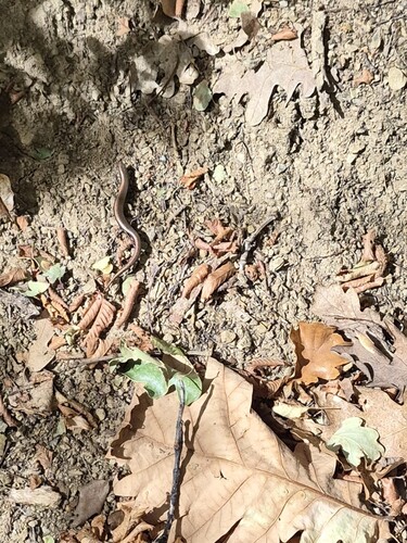 Eastern Slowworm