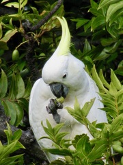 Cacatua galerita