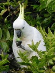 Cacatua galerita