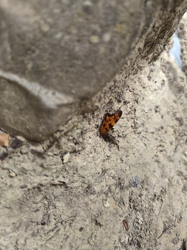 European Comma
