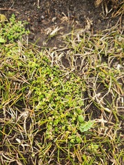 Crassula manaia