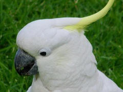 Cacatua galerita