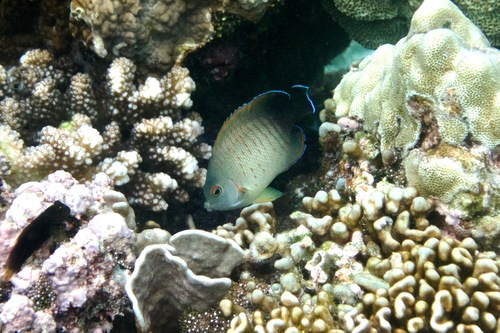Centropyge eibli observed 2026-10-02