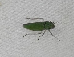 Draeculacephala inscripta