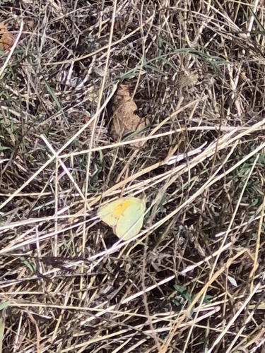 Clouded Yellow