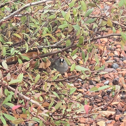 Gambel's White-crowned Sparrow