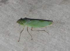 Draeculacephala inscripta