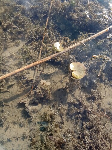 Hydrocharis morsus-ranae, 2026-10-11