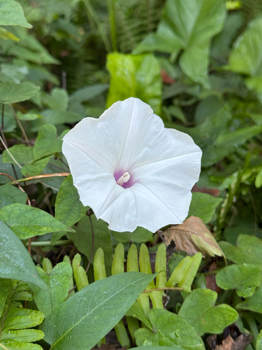Ipomoea pandurata, 2026-10-14