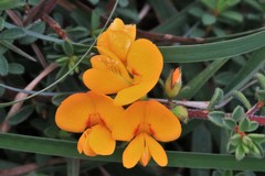 Pultenaea maritima